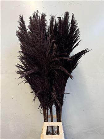 <h4>Cortaderia Black</h4>