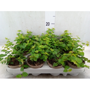 Ficus pumila 'Sunny Green'