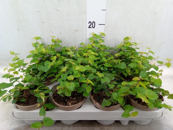 <h4>Ficus pumila 'Sunny Green'</h4>