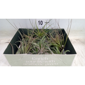 Tillandsia