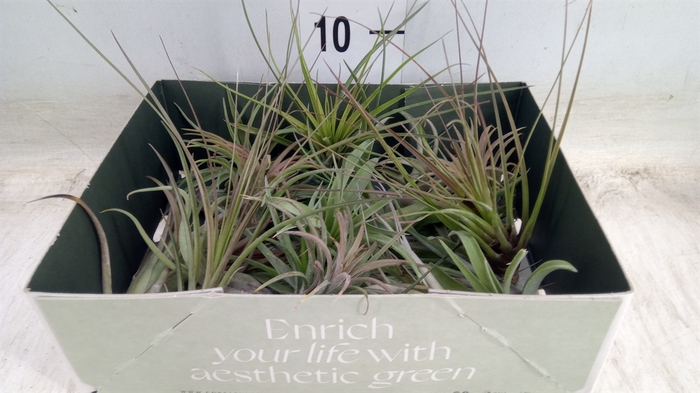 <h4>Tillandsia</h4>