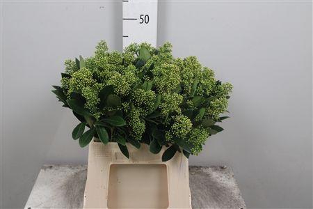 <h4>Skim J Finchy Bs</h4>