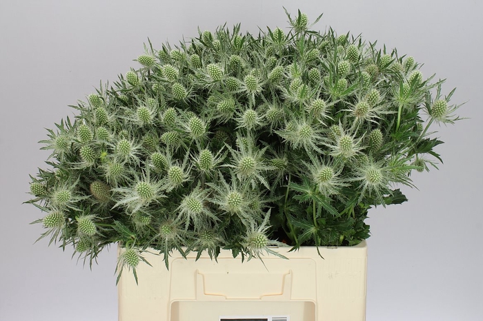<h4>Eryngium Whit Lagoon</h4>