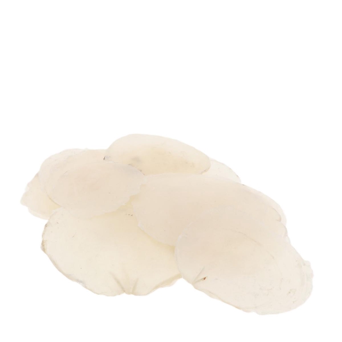<h4>Capiz 7-12cm 1kg</h4>