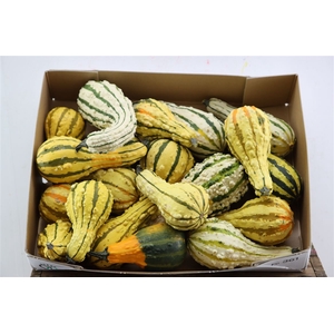 Sier Cuc P Pepo Mix X5