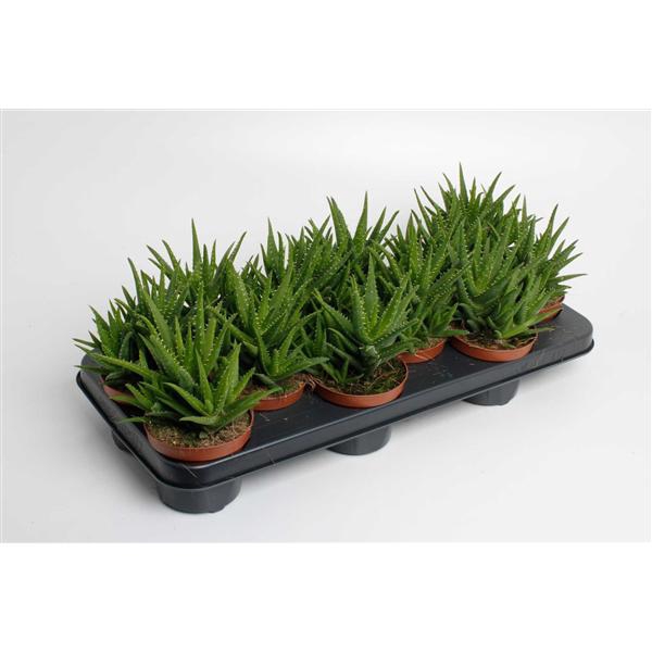 <h4>Aloe Vera Verini</h4>