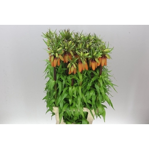 Fritillaria Imp Orange Sweet