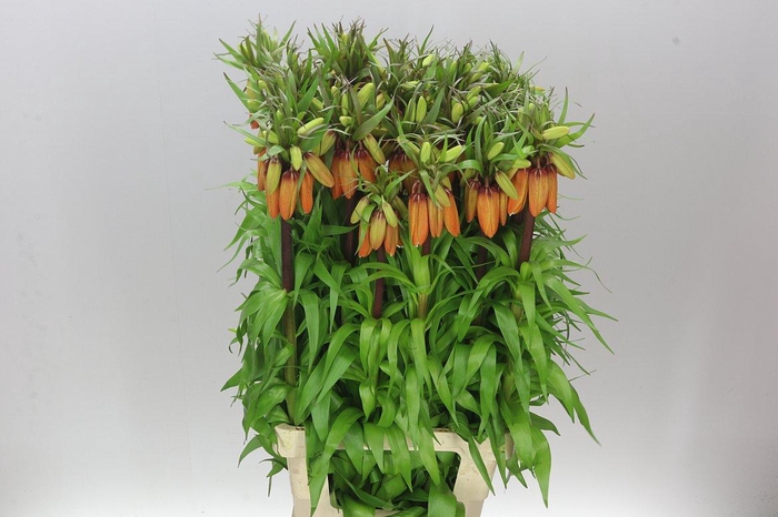 <h4>Fritillaria Imp Orange Sweet</h4>