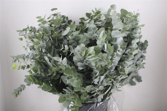 <h4>Euca Cinerea 400gr P Bunch</h4>