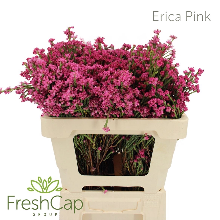 <h4>Erica Pink</h4>