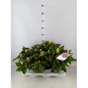 Rhododendron   ...mix