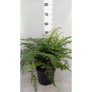 Asplenium parvati
