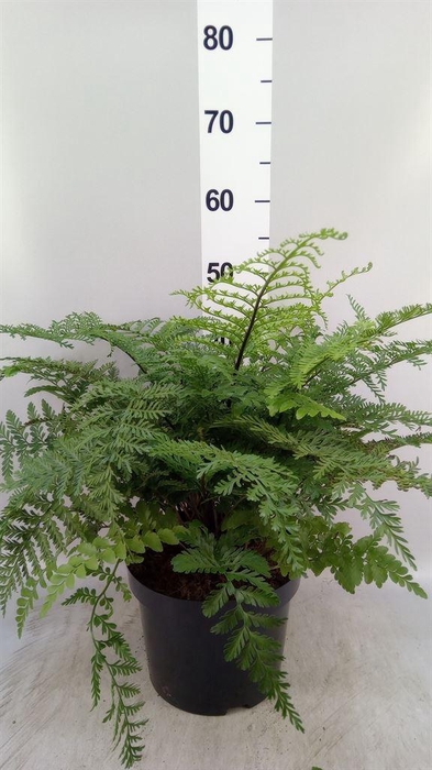 <h4>Asplenium parvati</h4>