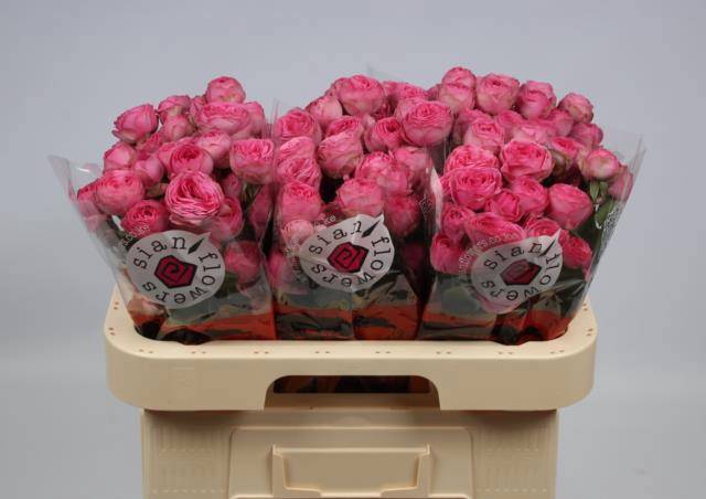 <h4>R TR GISELLE!</h4>