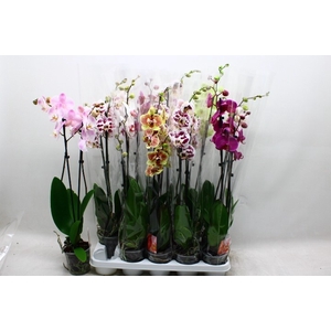 PHAL GEM