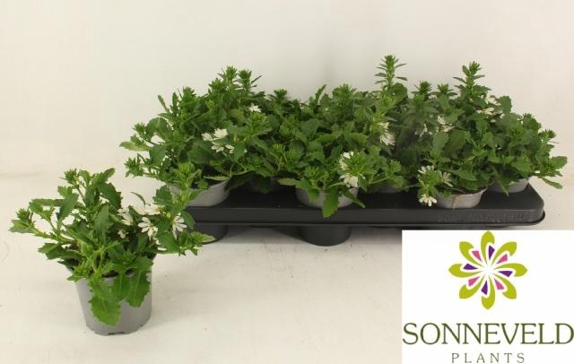 <h4>SCAEV TOPPOT WHITE</h4>