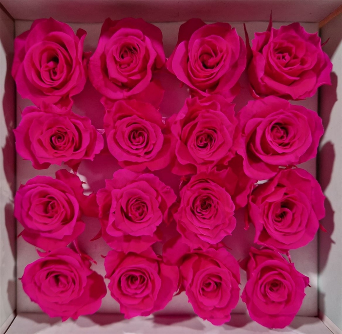 Ro Pres Micro Fuchsia