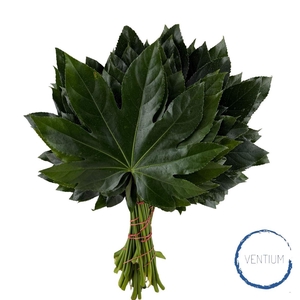 Aralia Ventium 40cm