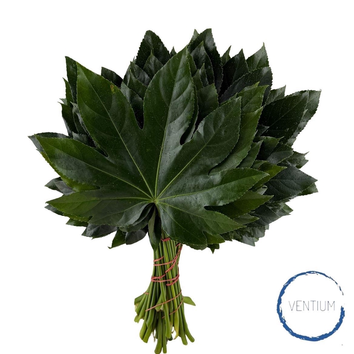 <h4>Aralia Ventium 40cm</h4>