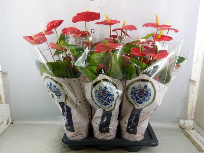 <h4>Anthurium andr. 'Jambo Red'</h4>