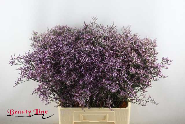 <h4>LIM SAF LILAC</h4>