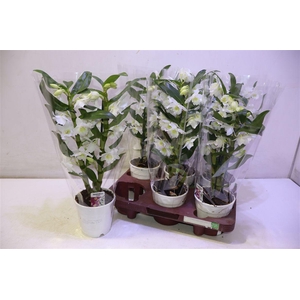 arr8 Dendr N Sc Apollon