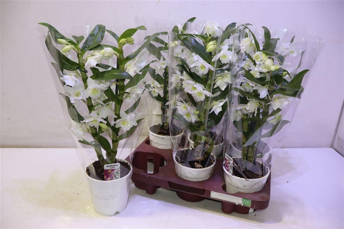 <h4>arr8 Dendr N Sc Apollon</h4>