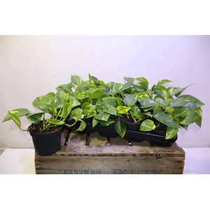 Epipr Aureum