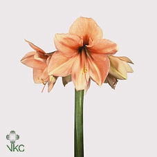 <h4>Hipp Ga Rilona X15</h4>