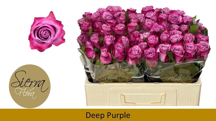 <h4>R Gr Deep Purple</h4>