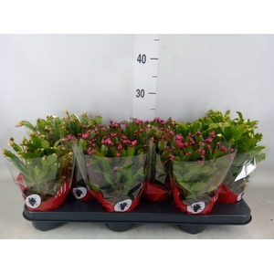 Schlumbergera   ...