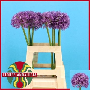 Allium Globemaster