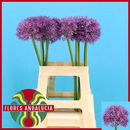 Allium Globemaster