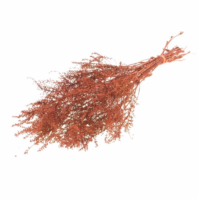 <h4>Solidago plant burnt orange</h4>