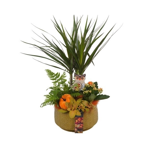 <h4>PTHI5524 Arrangement Herfst Indoor in keramiek pot</h4>