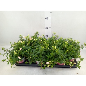 Fuchsia  'Bella Fuchsia Sophia'