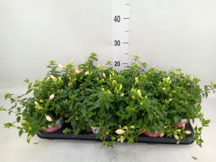 <h4>Fuchsia  'Bella Fuchsia Sophia'</h4>