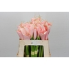 Zantedeschia Eydolls Salmon