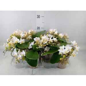 Phalaenopsis multi. 'Ant Nazare'