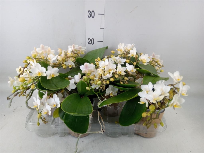 <h4>Phalaenopsis multi. 'Ant Nazare'</h4>