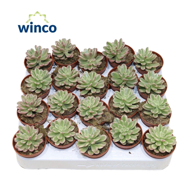 <h4>Sedum Rubrotinctum Variegata</h4>