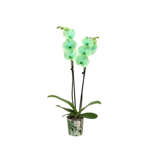 Potcover I Am Green Phal I Am Green 2T14+