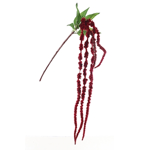 Amaranthus Red