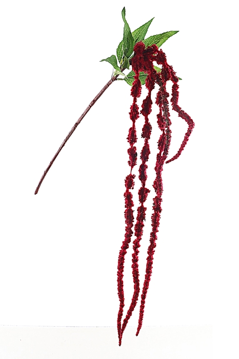 <h4>Amaranthus Red</h4>