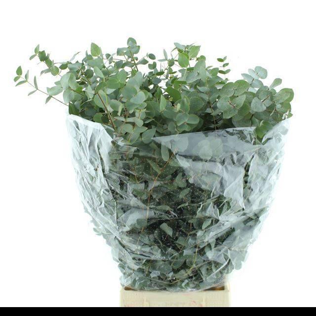 <h4>EUC CINEREA PER BOS x 10 BOS Ifiori di Roma</h4>