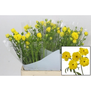 RAN BUTTERFL PHYTALO