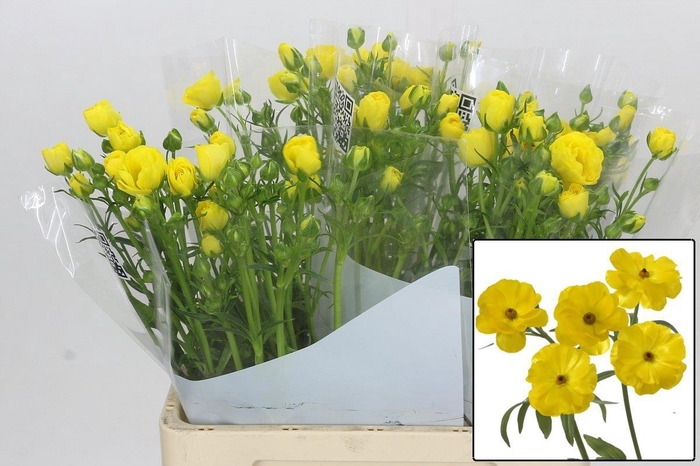 <h4>RAN BUTTERFL PHYTALO</h4>