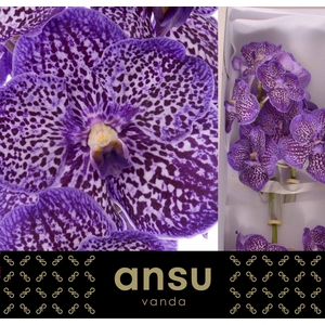 Vanda Exotic Purple