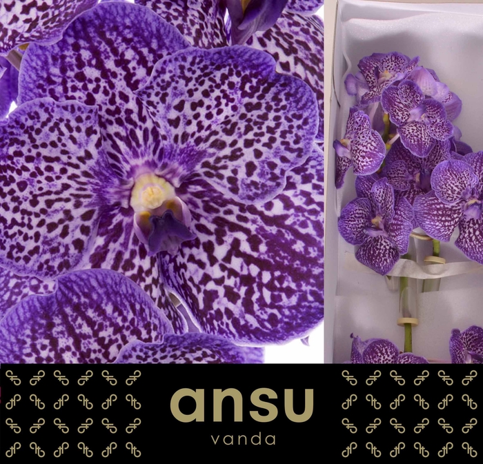 <h4>Vanda Exotic Purple</h4>