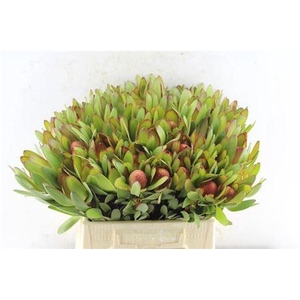 Leucad Saf Goldstrik